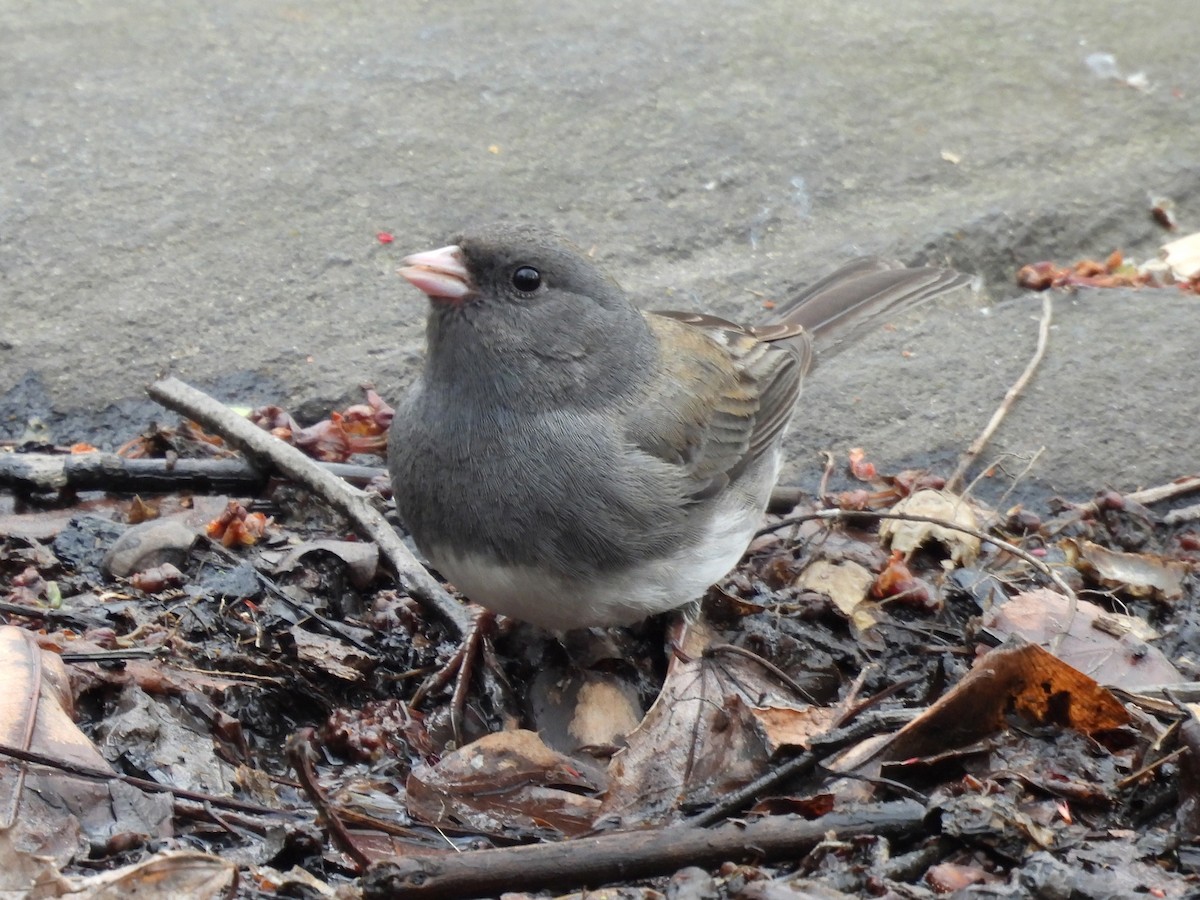 Dark-eyed Junco - ML633825136