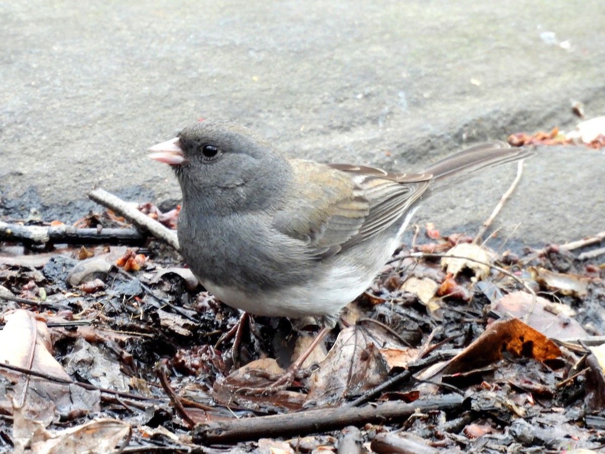 Dark-eyed Junco - ML633825143