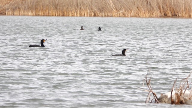 Neotropic Cormorant - ML633825239