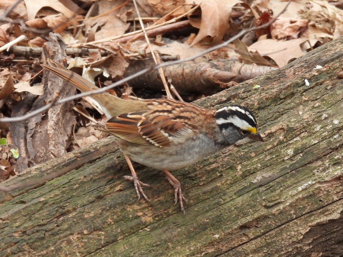 White-throated Sparrow - ML633825278