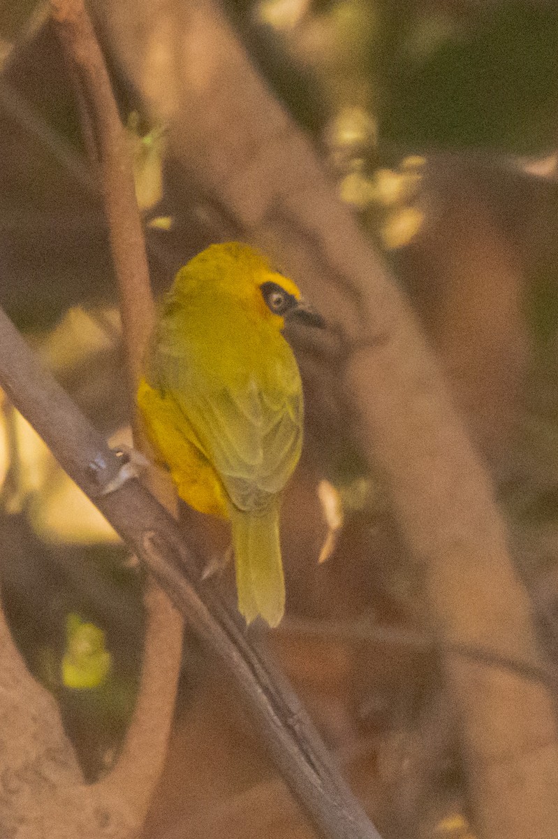Olive-naped Weaver - ML633825304