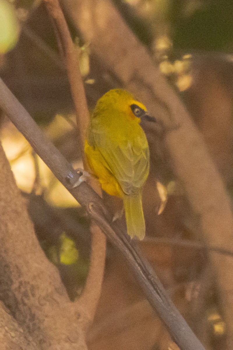 Olive-naped Weaver - ML633825305