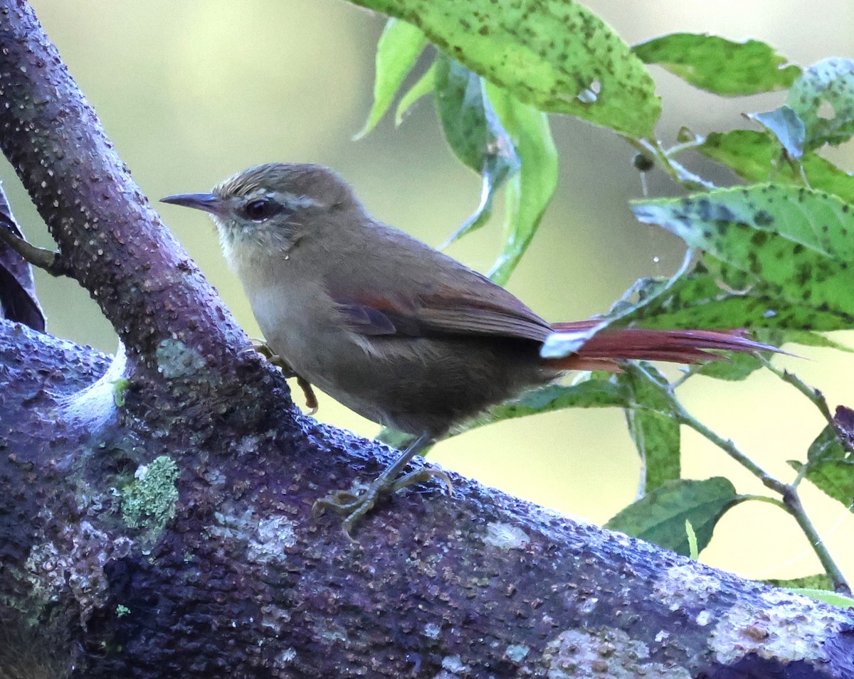 Olive Spinetail - ML633825345