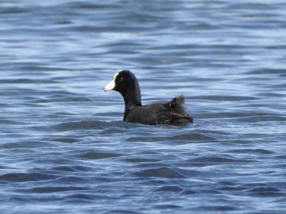 American Coot - ML633825372