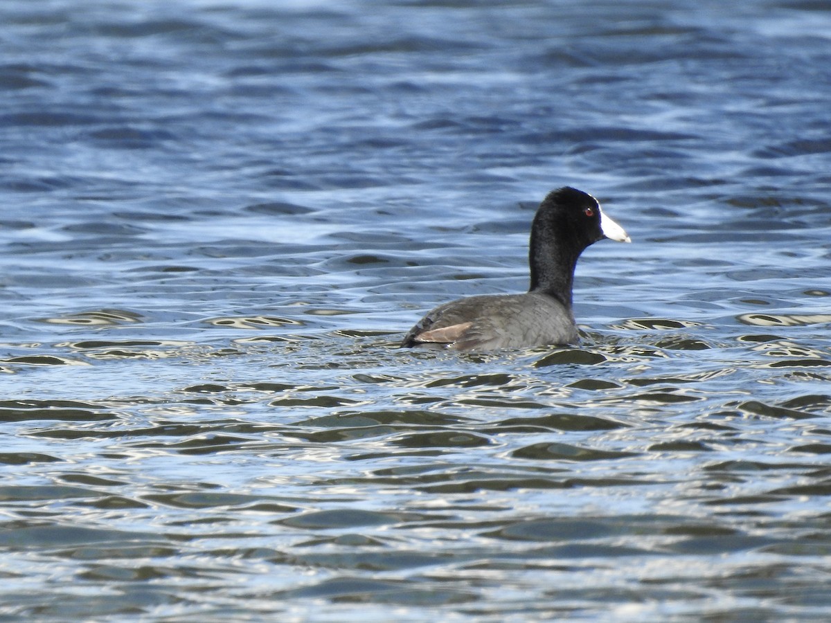 American Coot - ML633825376