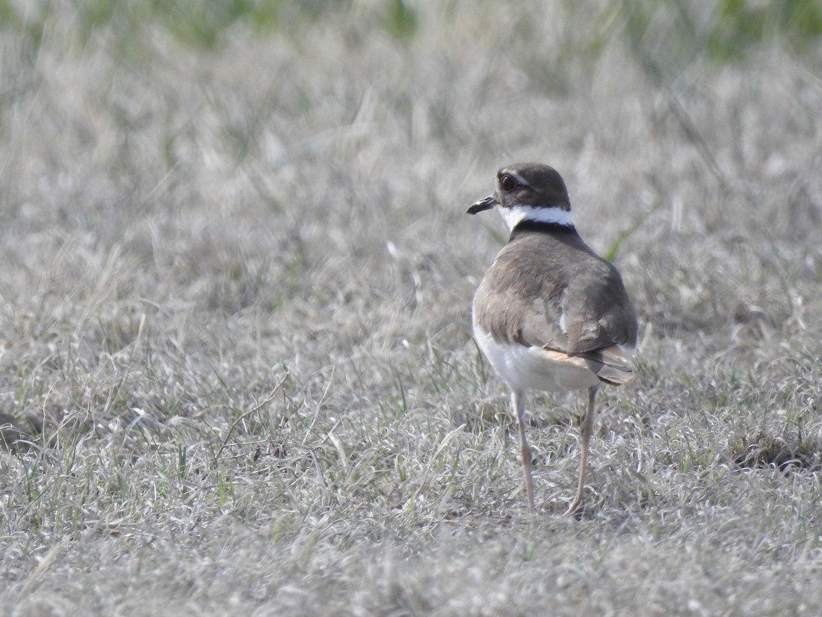 Killdeer - ML633825390