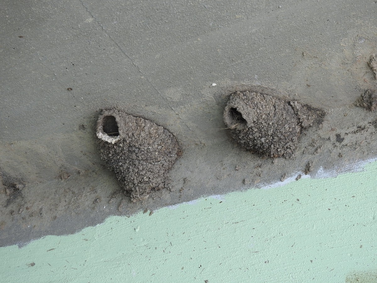 Cliff Swallow - ML633825397