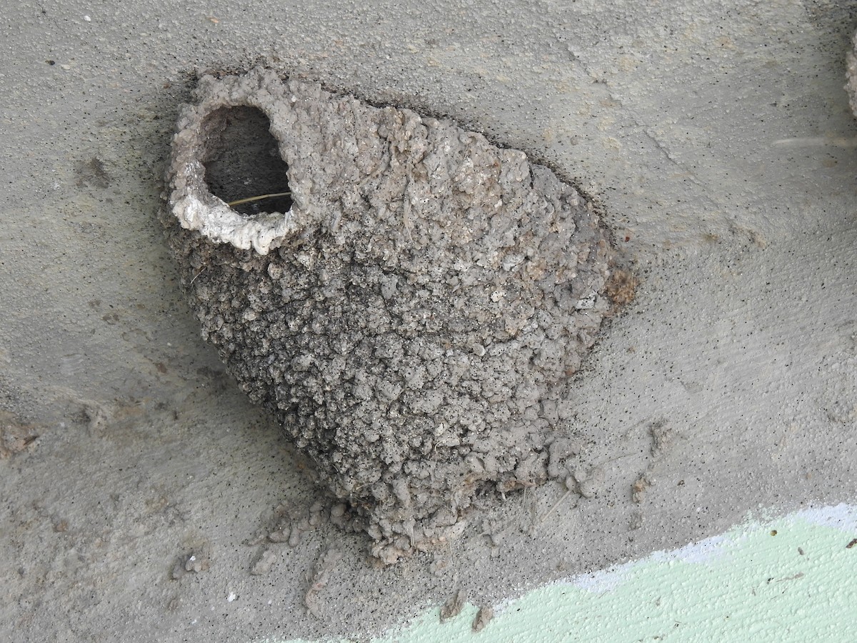 Cliff Swallow - ML633825401