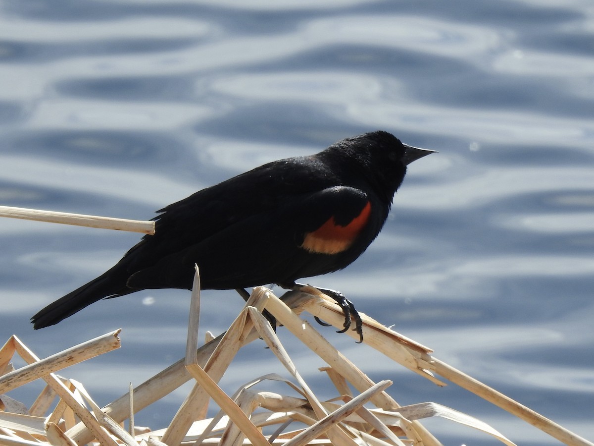 Red-winged Blackbird - ML633825435