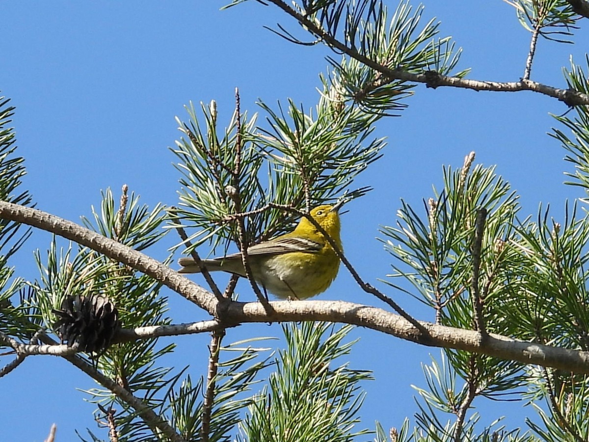 Pine Warbler - ML633825442