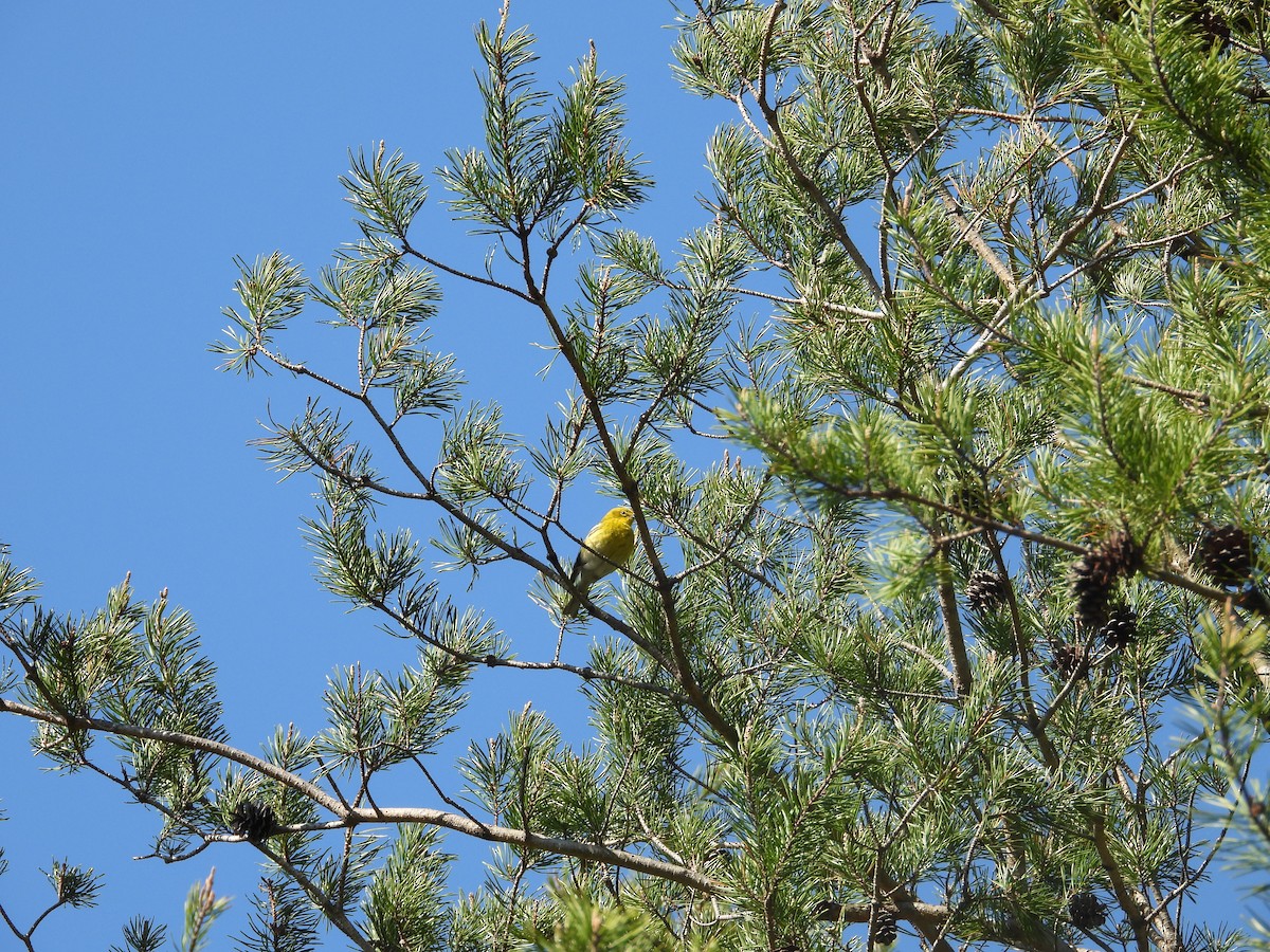 Pine Warbler - ML633825445