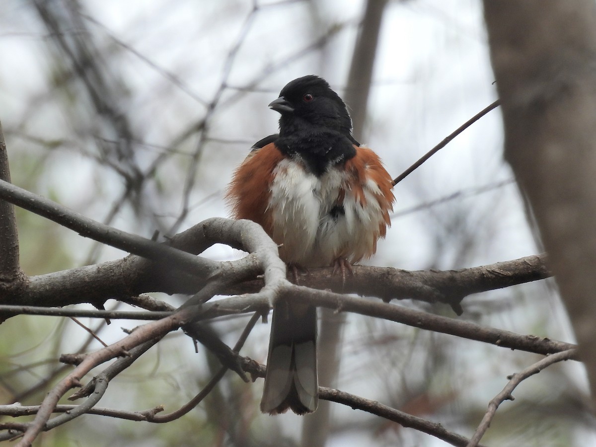 Eastern Towhee - ML633825512