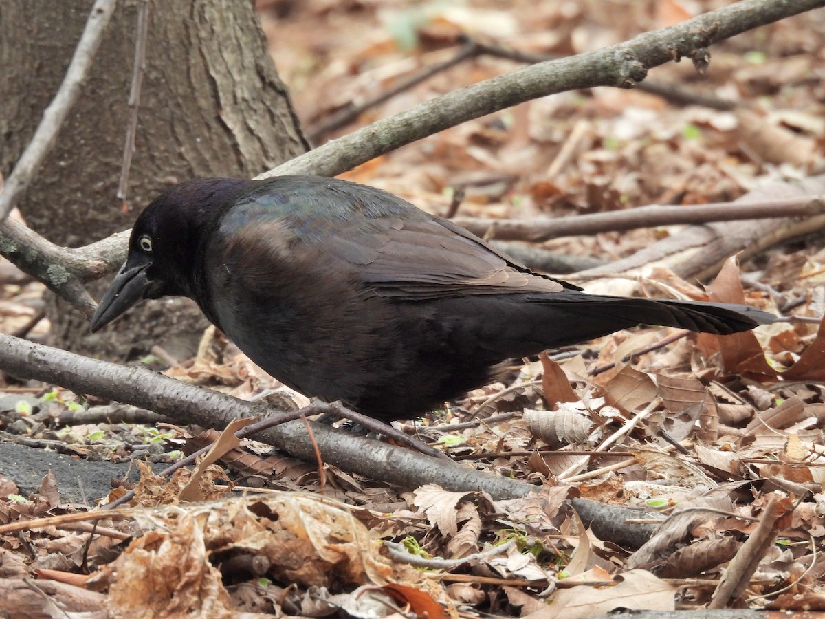 Common Grackle - ML633825577