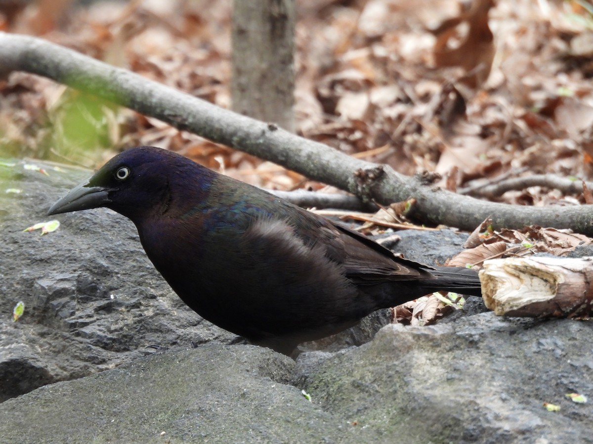 Common Grackle - ML633825591