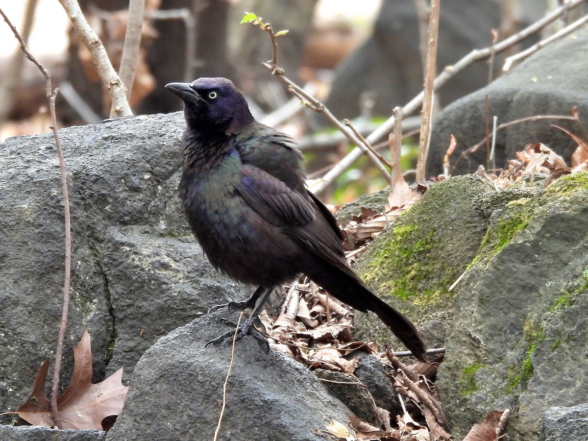 Common Grackle - ML633825595