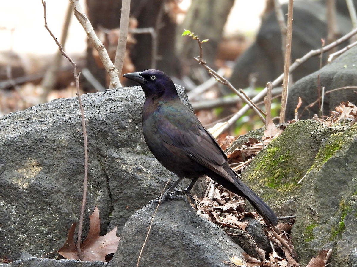 Common Grackle - ML633825599