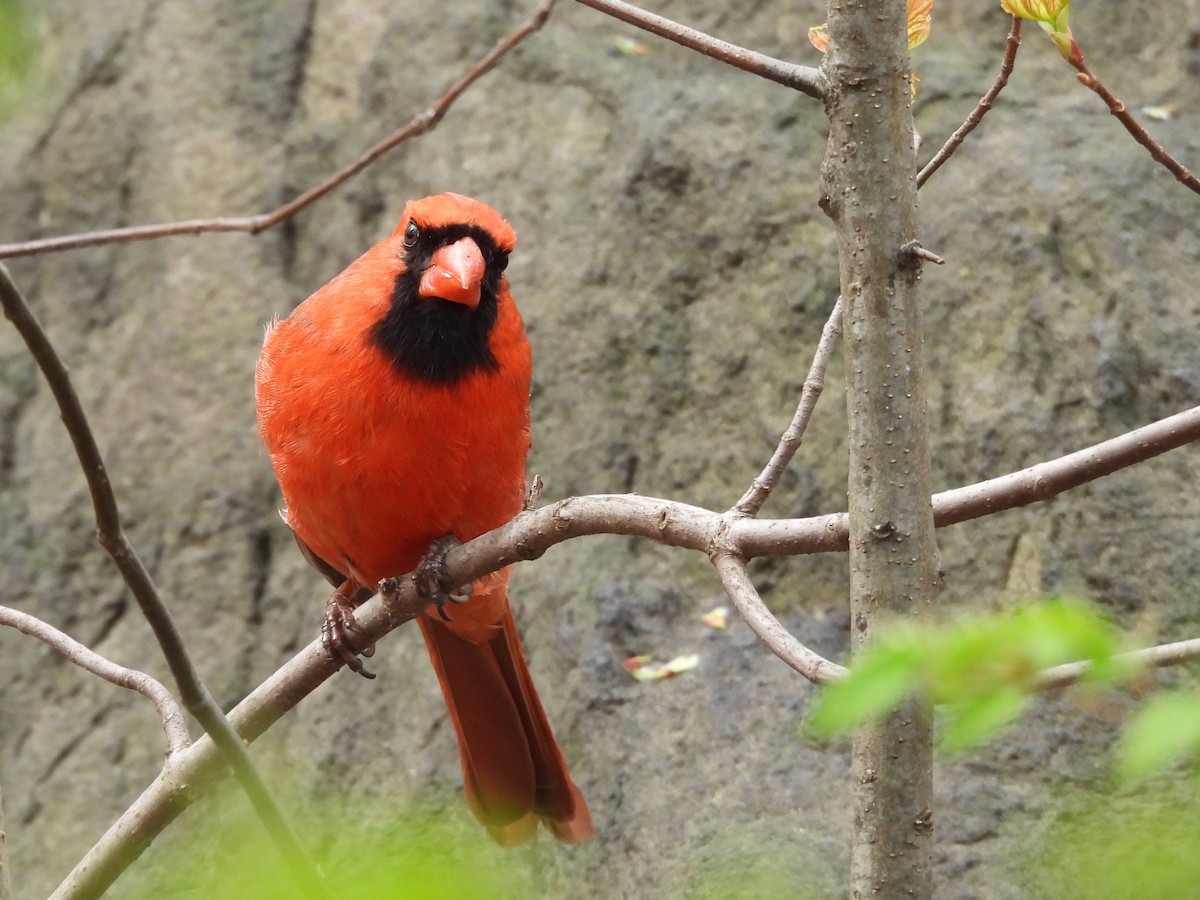 Northern Cardinal - ML633825622