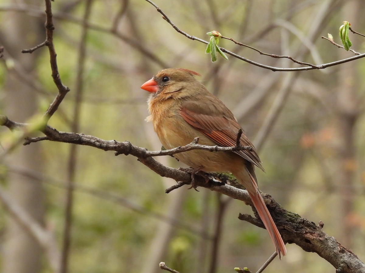 Northern Cardinal - ML633825626