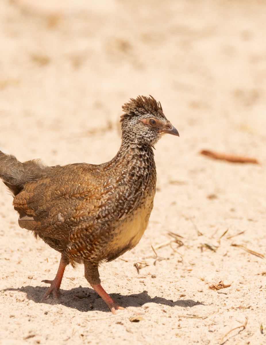 Stone Partridge - ML633825686