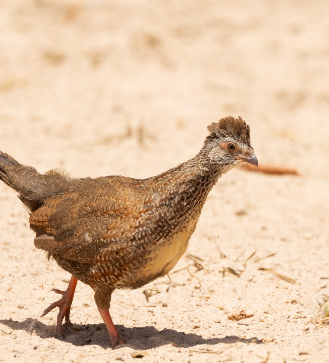 Stone Partridge - ML633825687