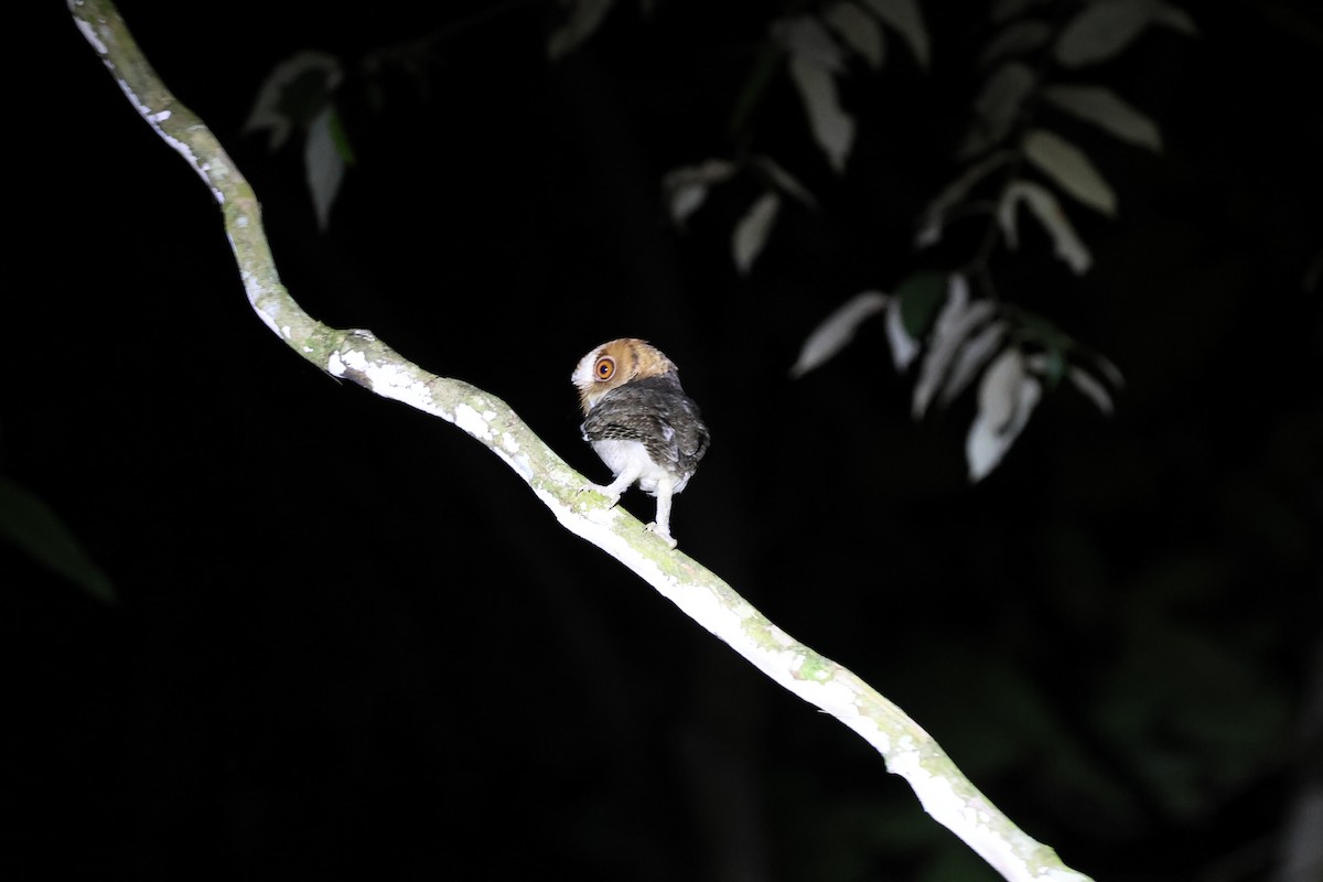 ネグロスコノハズク - ML633825692