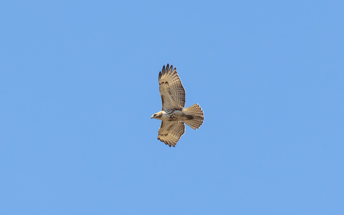 Red-tailed Hawk - ML633825716