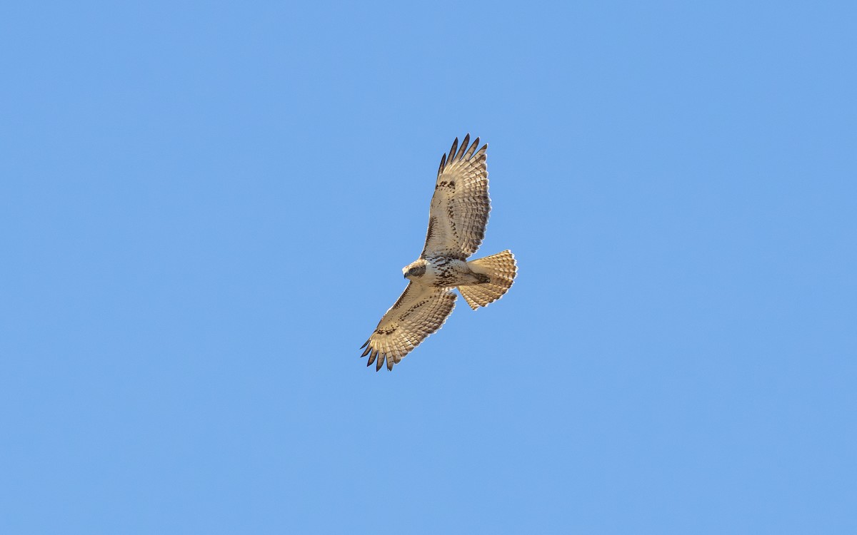 Red-tailed Hawk - ML633825717