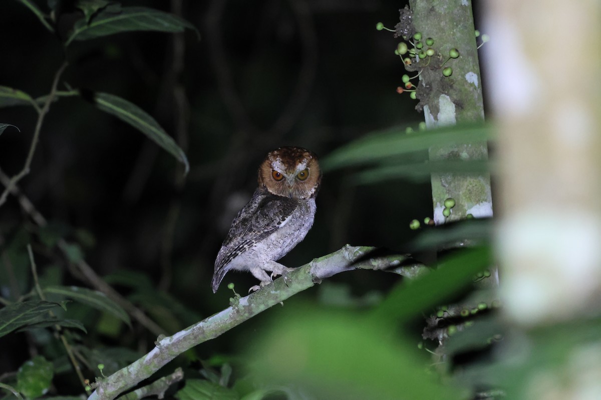 Negros Scops-Owl - ML633825739