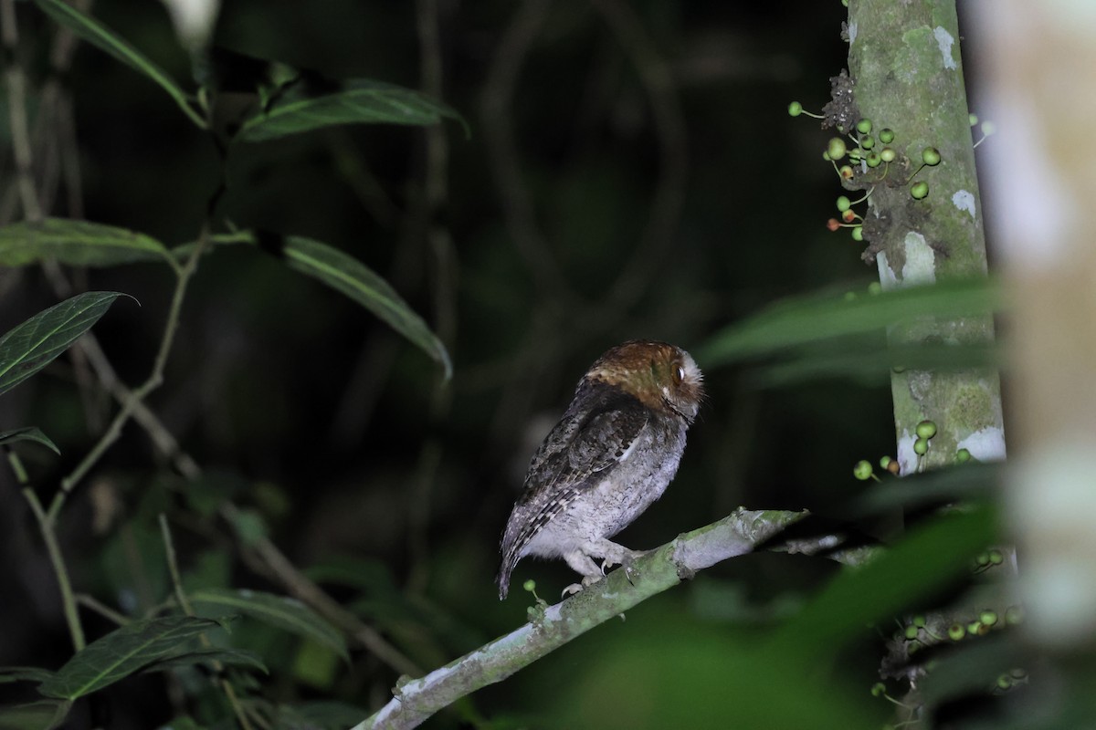 Negros Scops-Owl - ML633825775
