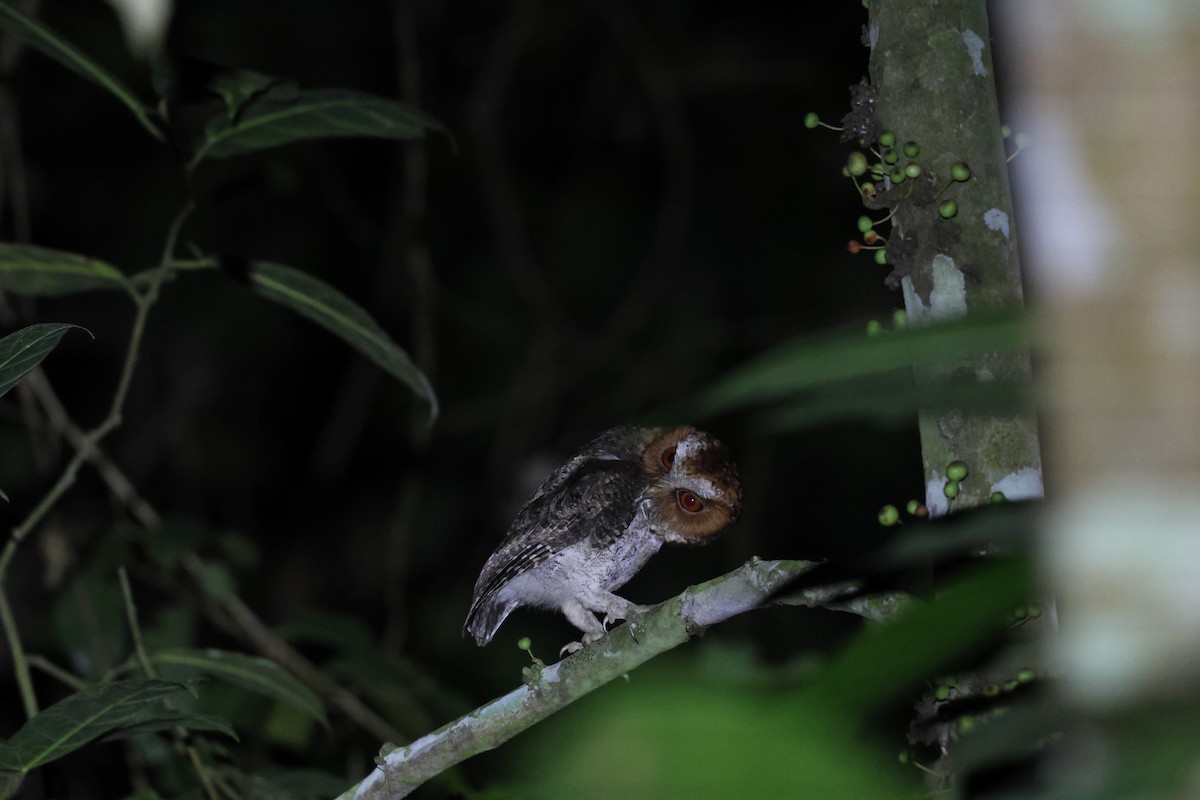 Negros Scops-Owl - ML633825797