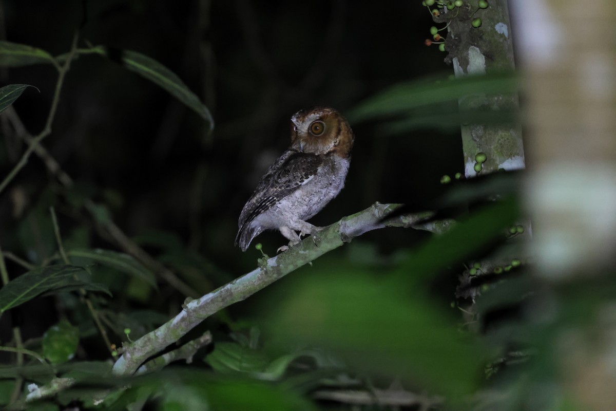 Negros Scops-Owl - ML633825816