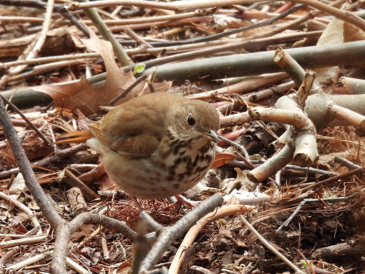 Hermit Thrush - ML633825830