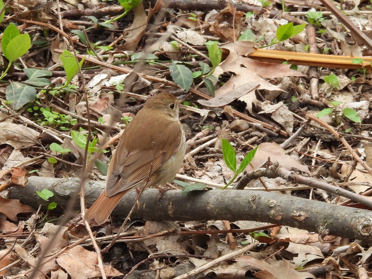 Hermit Thrush - ML633825840