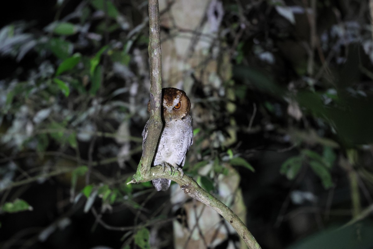 Negros Scops-Owl - ML633825851