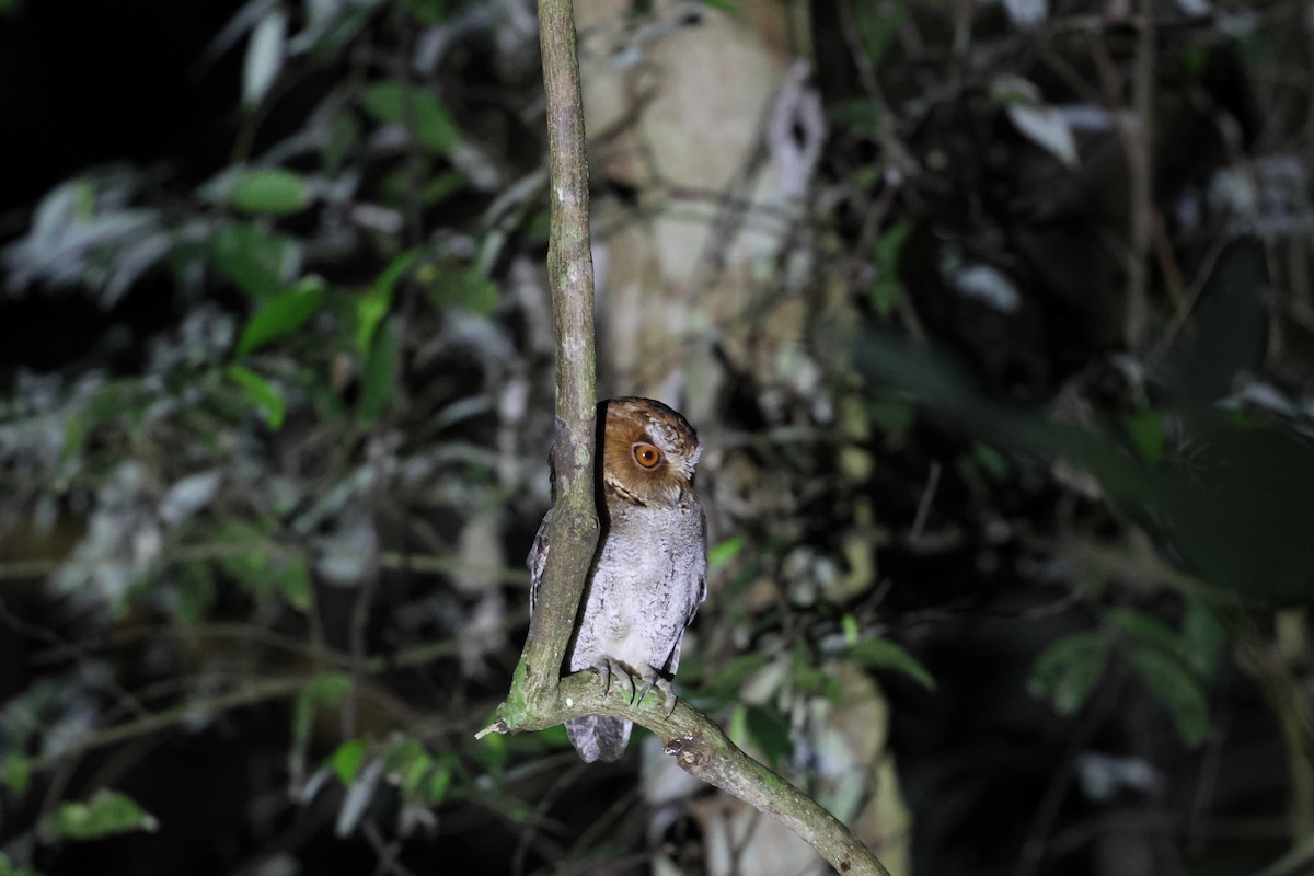 Negros Scops-Owl - ML633825857