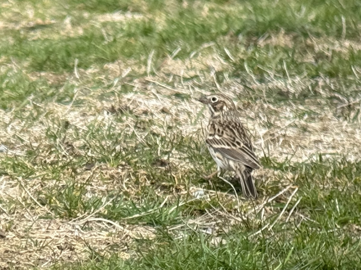 Vesper Sparrow - ML633825875
