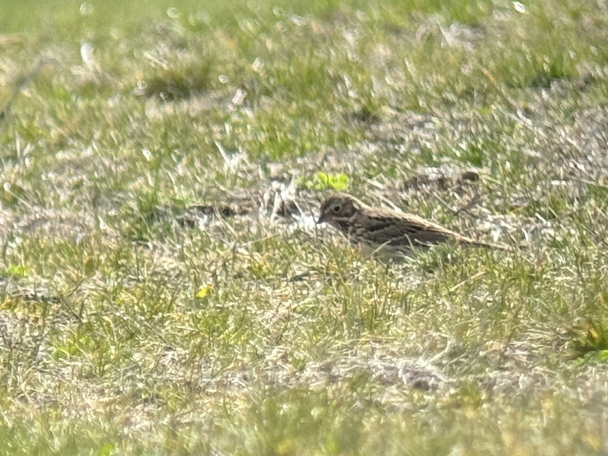 Vesper Sparrow - ML633825876