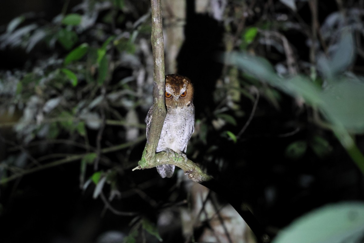 Negros Scops-Owl - ML633825886