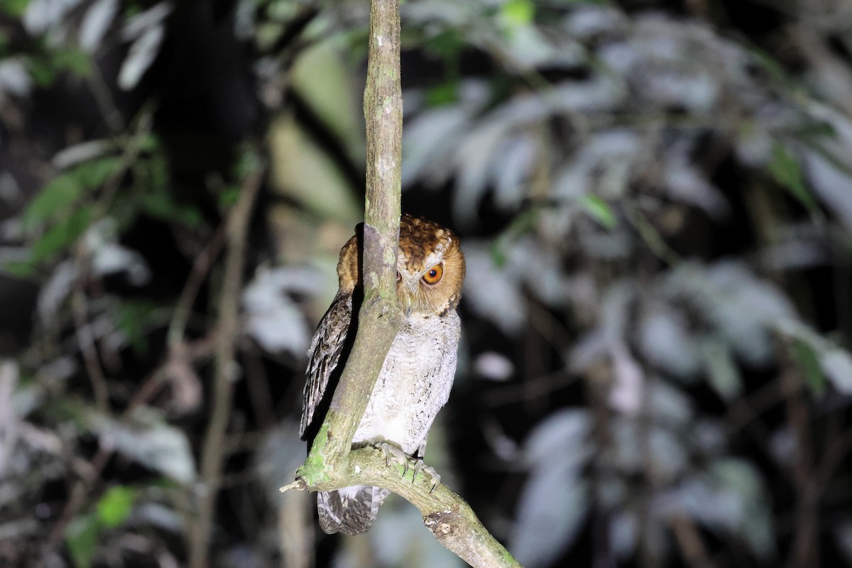 Negros Scops-Owl - ML633825912