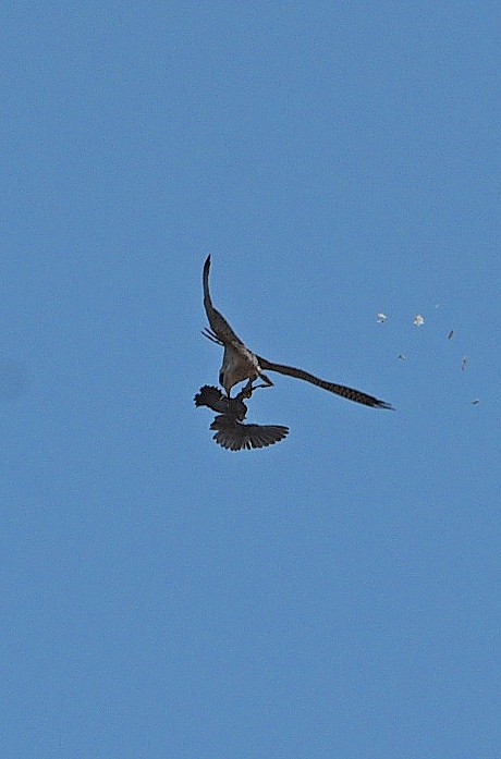 Peregrine Falcon - ML633825922