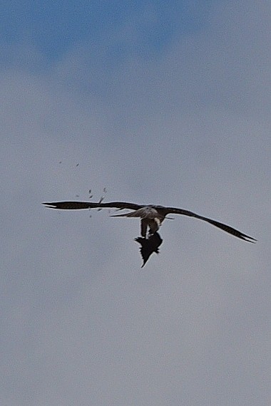 Peregrine Falcon - ML633825923