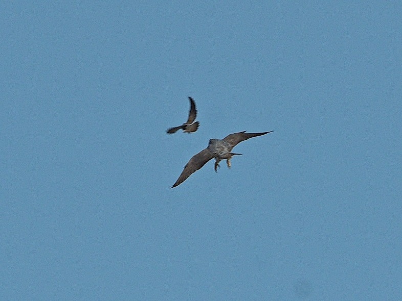 Peregrine Falcon - ML633825925