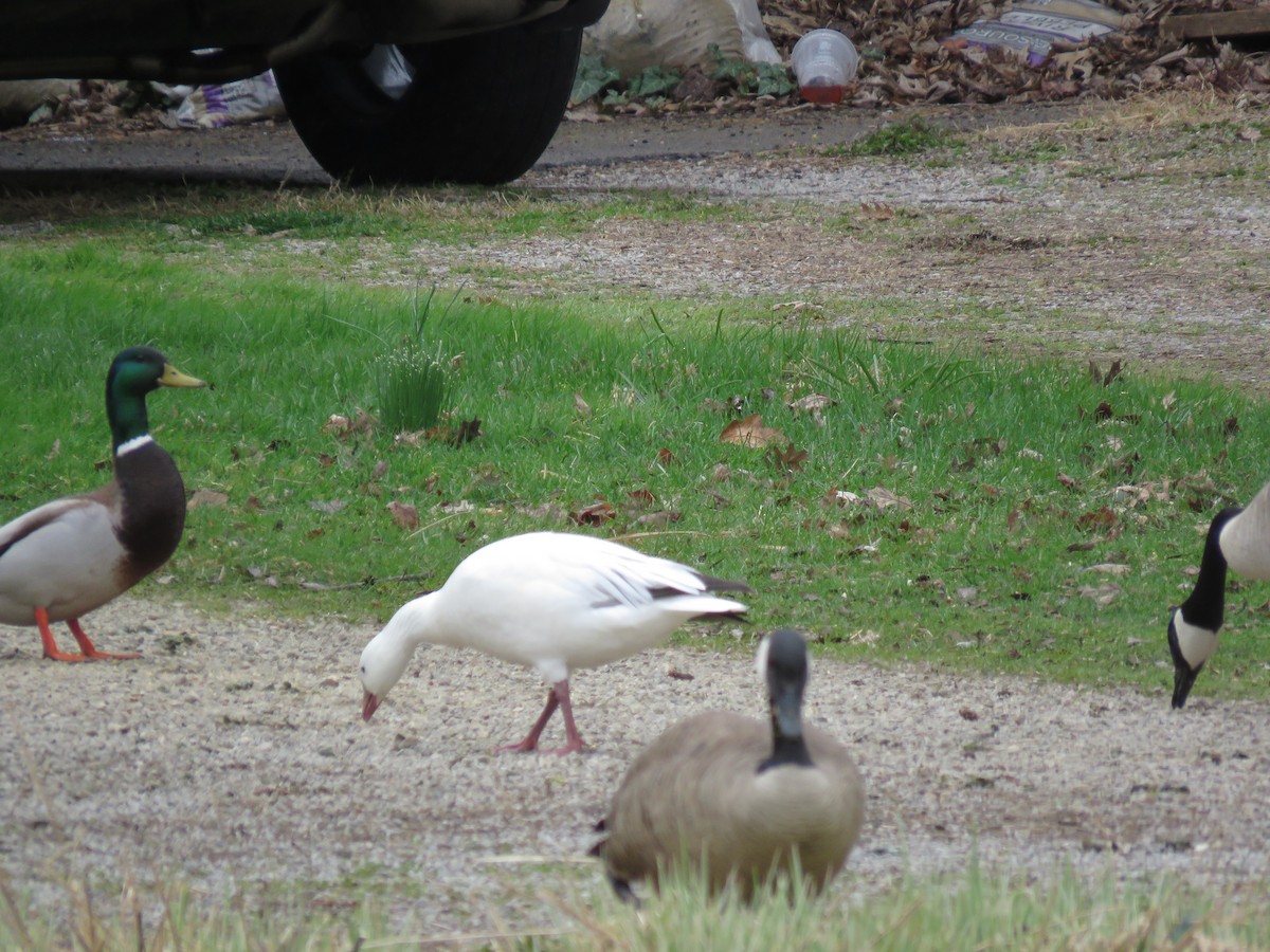 Snow x Ross's Goose (hybrid) - ML633825991
