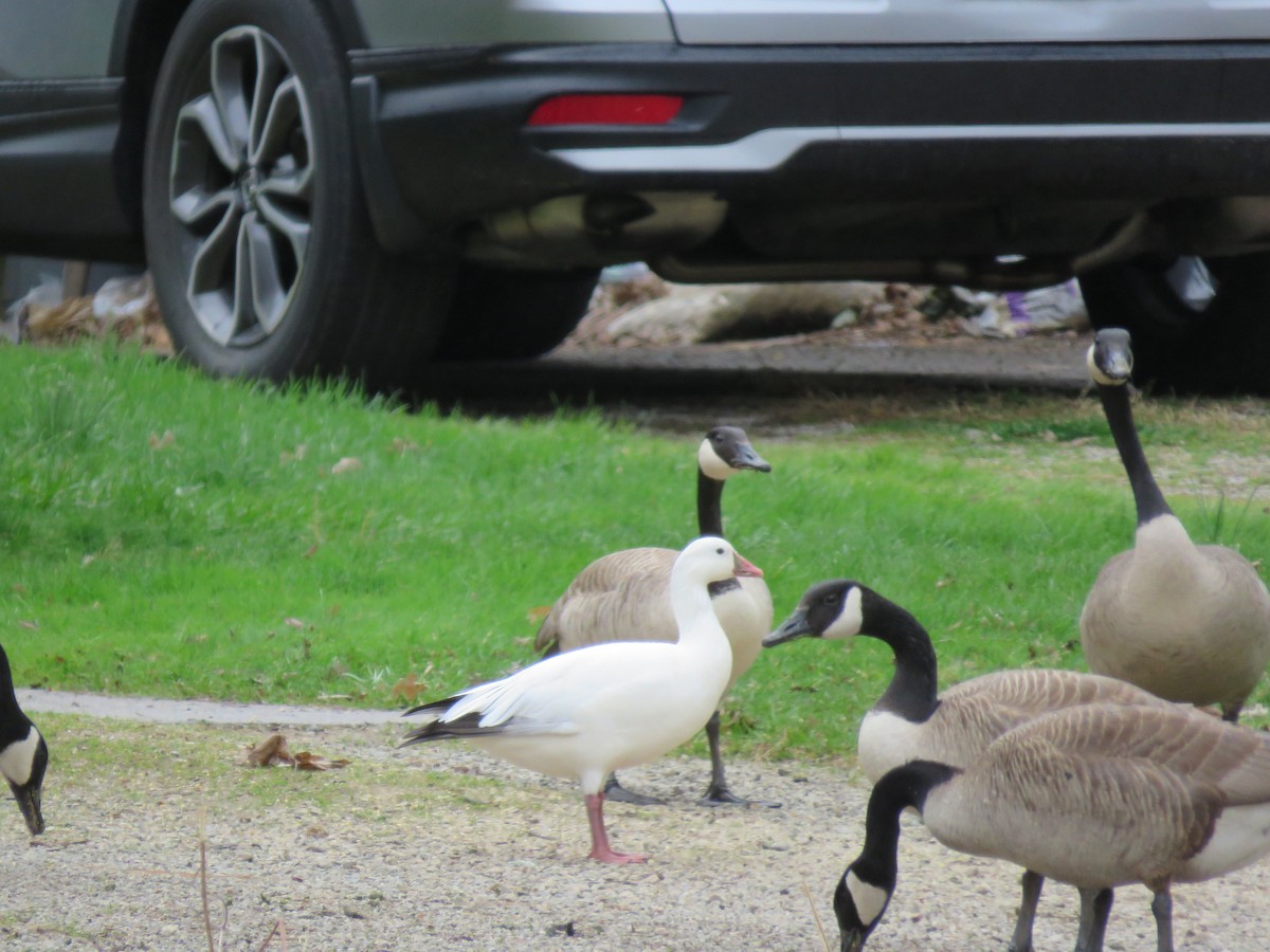Snow x Ross's Goose (hybrid) - ML633825993