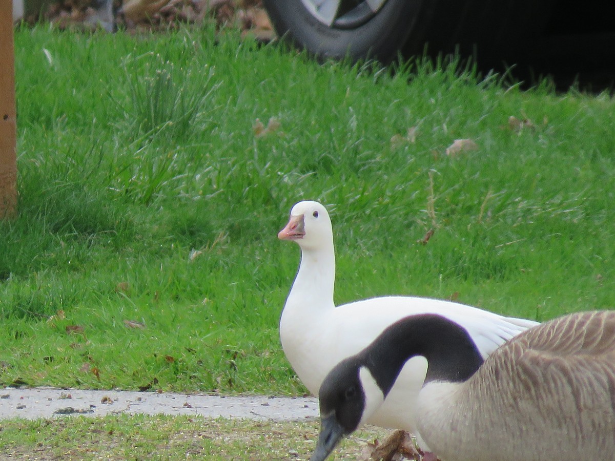Snow x Ross's Goose (hybrid) - ML633825996
