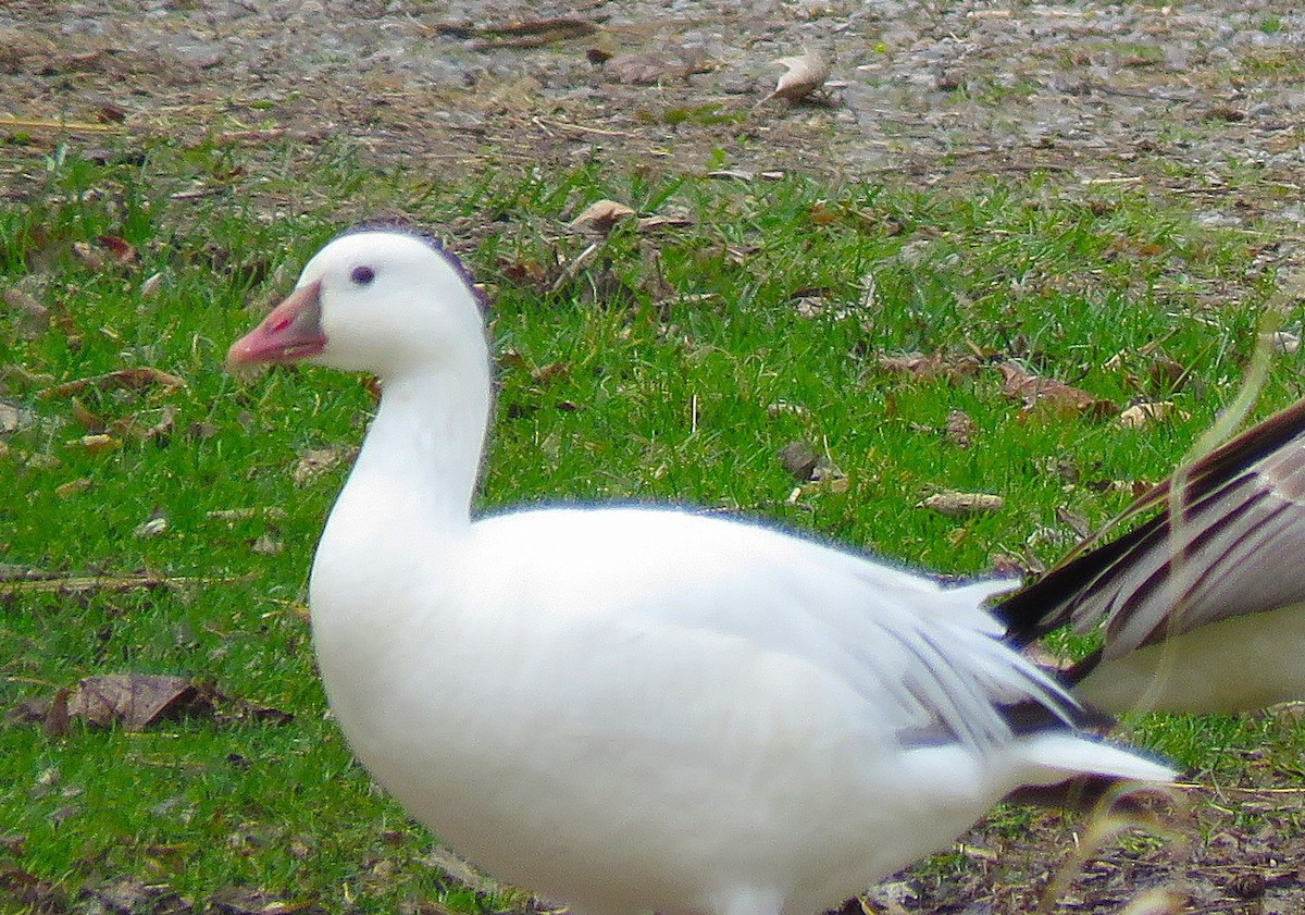 Snow x Ross's Goose (hybrid) - ML633826041