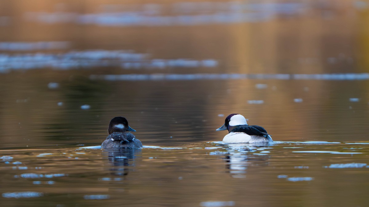 Bufflehead - ML633826103