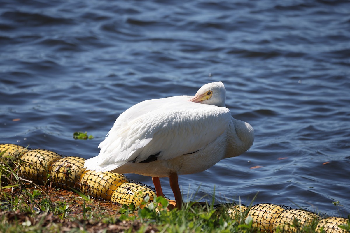 American White Pelican - ML633826251