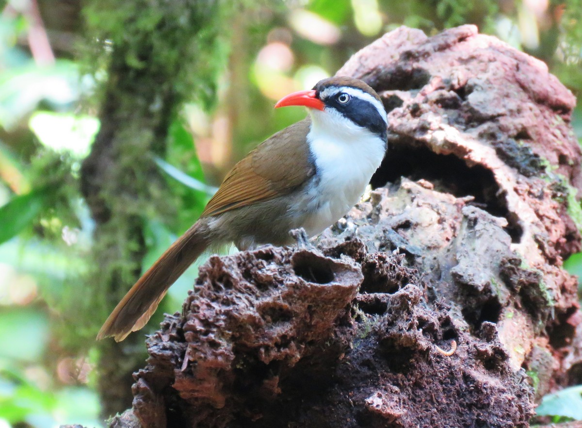 Brown-crowned Scimitar-Babbler - ML633826321