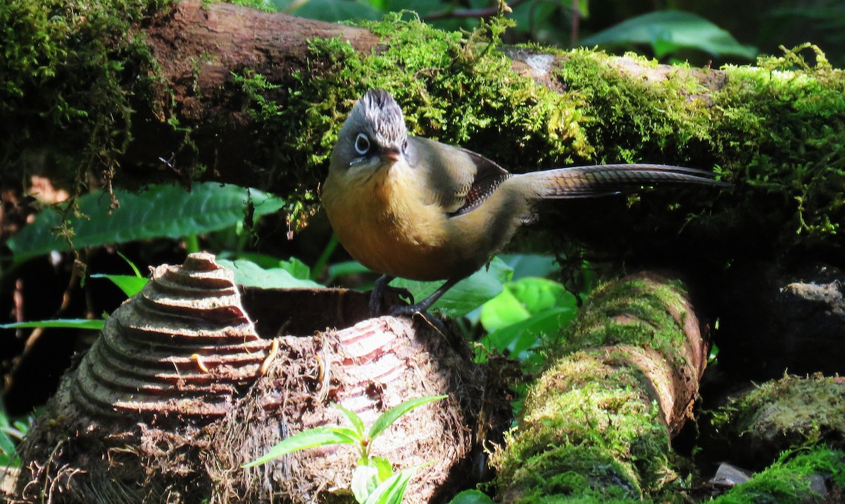 Black-crowned Barwing - ML633826369